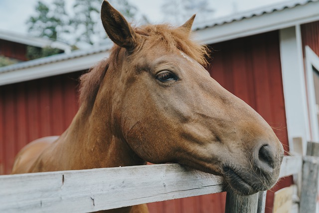 draadloze duim condoom Werkpaarden en luxepaarden: een paard bij huis stallen - Omgevingsweb