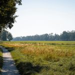 A path in the middle of a grassy field