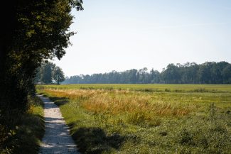 A path in the middle of a grassy field