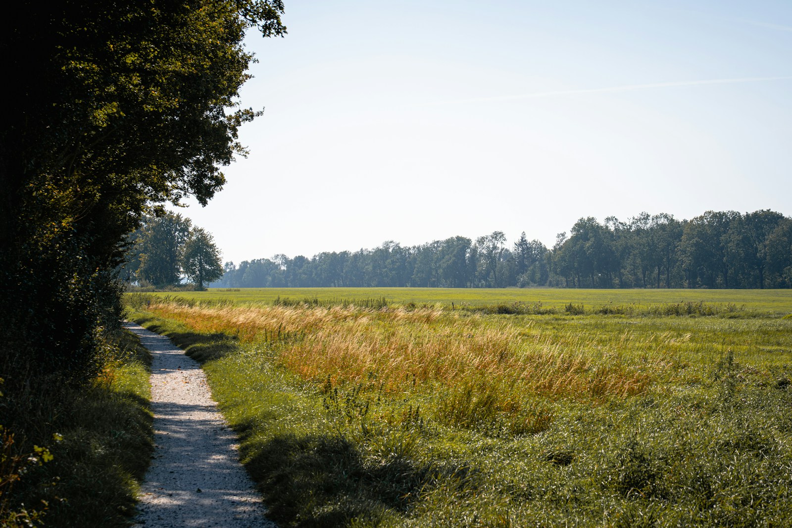 A path in the middle of a grassy field