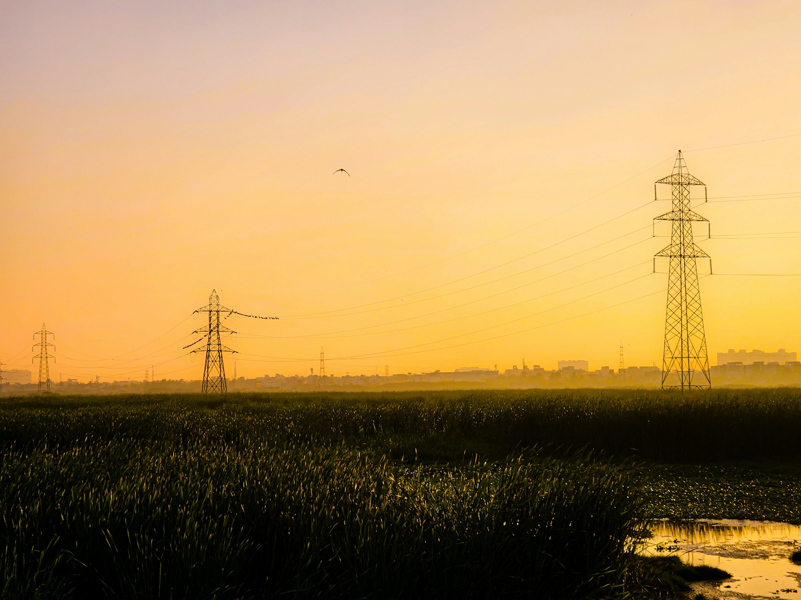a field with power lines in the distance